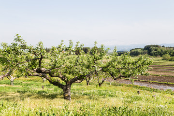 Fototapeta na wymiar Rural farm lands in Tsuruoka Japan