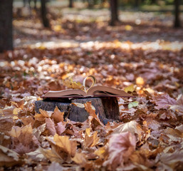 open book on a stump in the middle of an autumn park