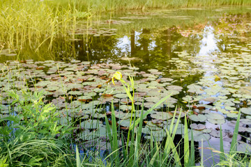 Spring landscape. Scenic view of a pond in a park in sunlight.
