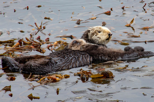 mother otter with child
