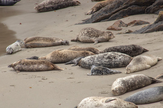 seals on beach