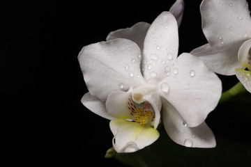 White orchid on the black background	
