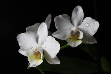 White orchid on the black background