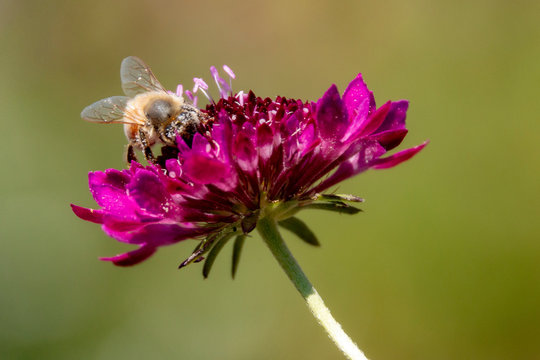 bee on flower