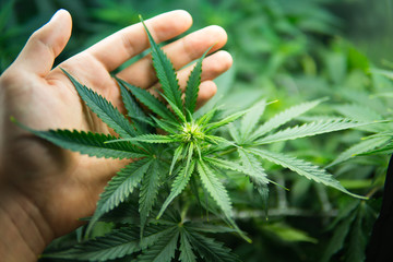 Cannabis at the beginning of flowering. Legal Marijuana cultivation in the home. Young cannabis...