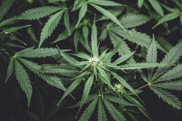 Legal Marijuana cultivation in the home. Cannabis at the beginning of flowering. Medicinal indica...