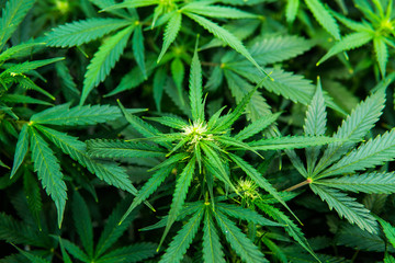 Legal Marijuana cultivation in the home. Medicinal indica with CBD. Young cannabis plant. Green...