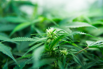 In door grow hemp. Green background of leaves. Young cannabis plant. Legal Marijuana cultivation in...