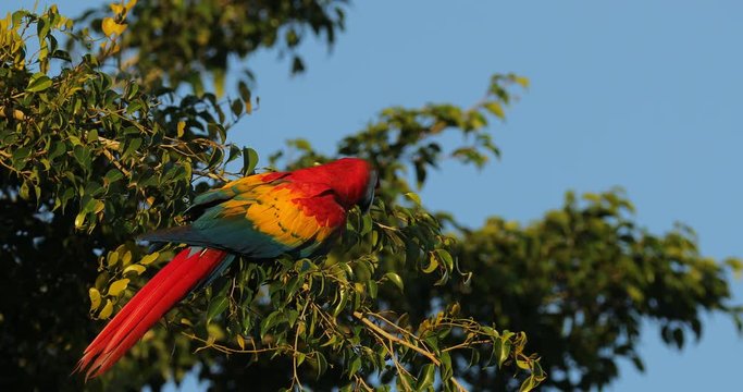 Red parrot Scarlet Macaw, Ara macao, bird sitting on the branch, Brazil. Wildlife scene from tropical forest. Beautiful parrot on tree freen tree in nature habitat.