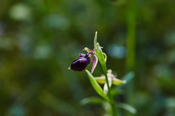 Wild rare bee orchid blooming in mediterranean area at spring