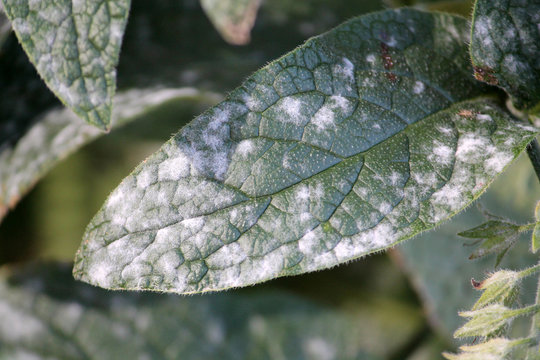 Powdery mildew caused by Golovinomyces asperifoliorum on green leaf of Prickly comfrey or Symphytum asperum