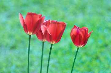 Tulips in the garden. A bouquet of red tulips on a green background.