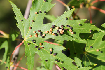 Black galls caused by maple bladder-gall mite or Vasates quadripedes on Silver Maple (Acer...