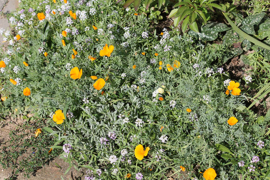 Orange flowers of California poppy (Eschscholzia californica) and white flowers of Sweet alyssum (Lobularia maritima, syn. Alyssum maritimum) in garden