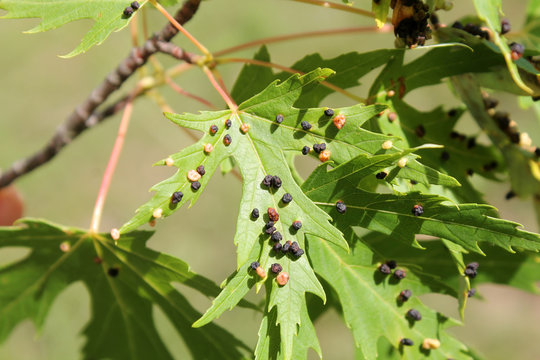 Black galls caused by maple bladder-gall mite or Vasates quadripedes on Silver Maple (Acer saccharinum) leaf