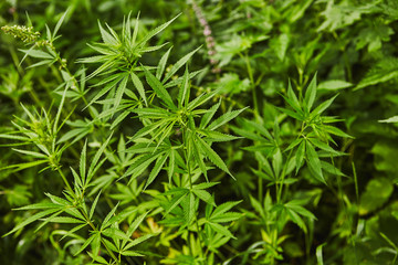 Green fresh marijuana leaves pattern