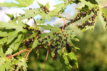 Black galls caused by maple bladder-gall mite or Vasates quadripedes on Silver Maple (Acer saccharinum) foliage
