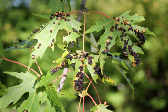 Black galls caused by maple bladder-gall mite or Vasates quadripedes on Silver Maple (Acer saccharinum) foliage