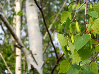 Birch forest and  birch buds in focus at the foreground.