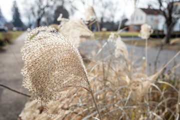 Pampas Grass