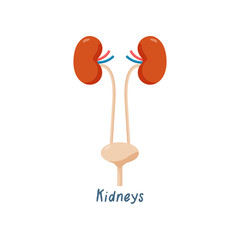 Kidneys Healthy Human Internal Organ Vector Illustration