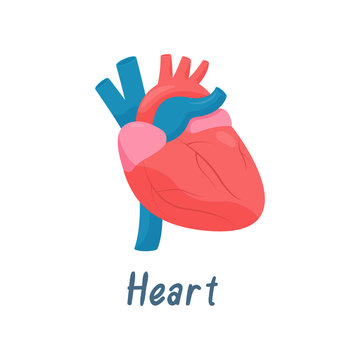 Heart, Human Anatomy Healthy Internal Organ Vector Illustration