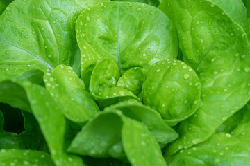 Gardening, cultivation and care of plants concept: growing green ripe lettuce in a urban garden