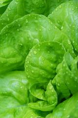 Gardening, cultivation and care of plants concept: growing green ripe lettuce in a urban garden.