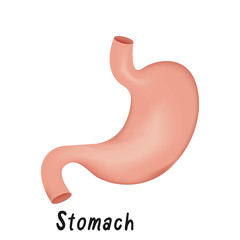 Stomach Internal Organ, Human Anatomy Vector Illustration