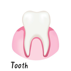 Healthy Tooth in Gum, Human Anatomy Vector Illustration
