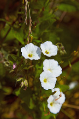 Obraz premium Convolvulus blooming in summer