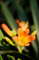Fototapeta premium Flor