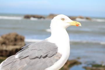 seagull on the beach