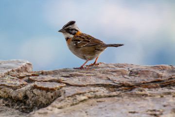 Bogota (Colombia) 16.03.2018  Sierran Elaenia (Elaenia pallatangae pallatangae)