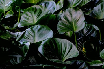 Close up tropical caladium leaves with dark lighting background for green foliage backdrop