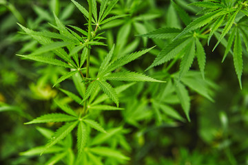 Green fresh marijuana leaves pattern