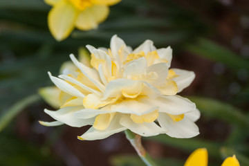 daffodil frill