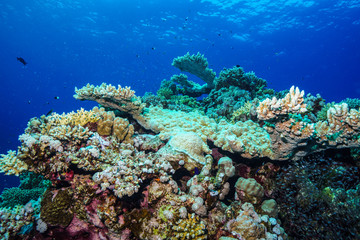 Plakat Coral reefs of the Red Sea, Egypt