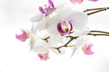 Obraz na płótnie Canvas orchid on white background