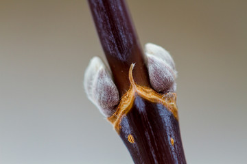Blossoming willow buds