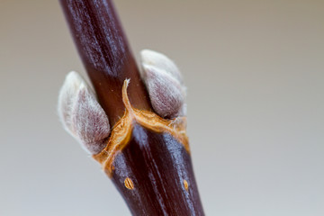 Blossoming willow buds