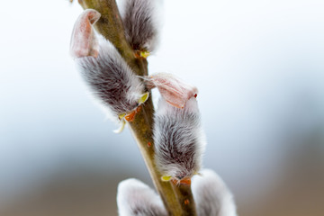 Blossoming willow buds