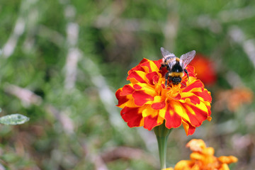 Hummel auf Blüte