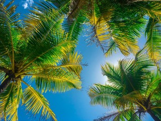 Obraz premium The Top of Palm Tree Leave on a Blue Sky 