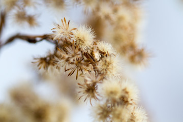 Dry flowers