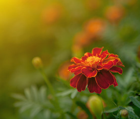 Close up of beautiful Orange yellow marigold flower, petals with gradients effect, Macro of marigold in flower bed sunny day summer concept