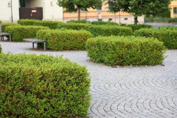 Pflanzen Bäume Blüten aus aller Welt