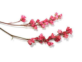 Twigs with small delicate pink flowers isolated on white background.