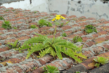 Pflanze auf Hausdach