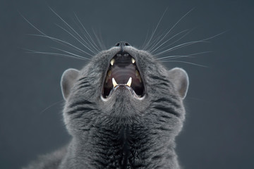 Studio portrait of beautiful grey cat with raised head and open mouth